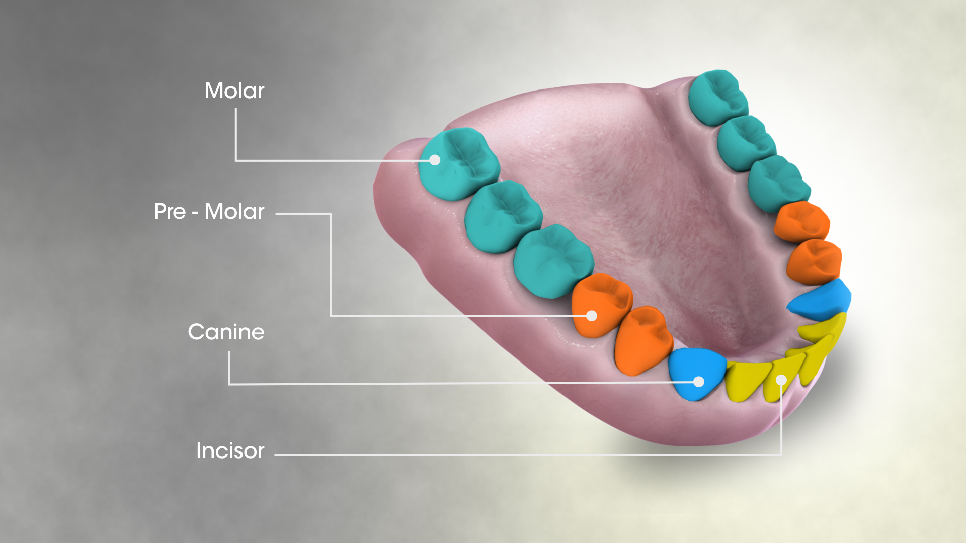 what does it mean when your canine teeth hurt