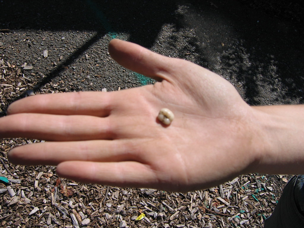 DIY Realistic Teeth Using Thermoplastic Beads - SO EASY 