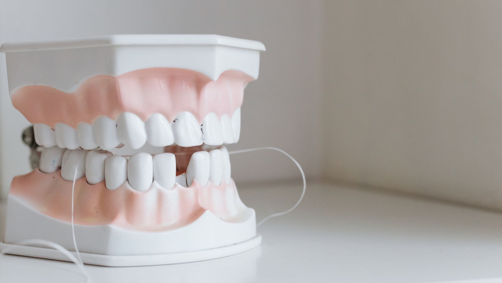 model of teeth with tooth missing